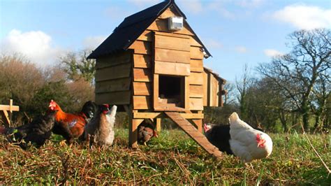Free-range chickens on the farm
