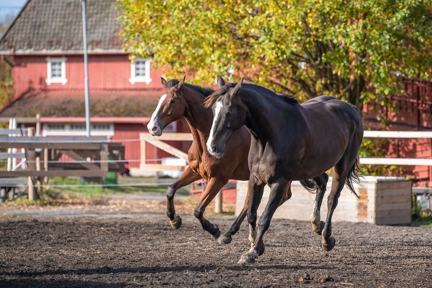 Horses grazing in a Texas pasture