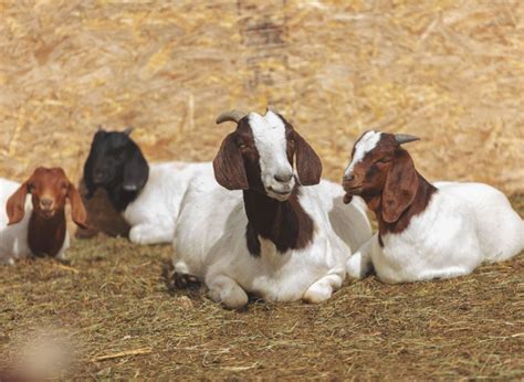 Goats along the fence line